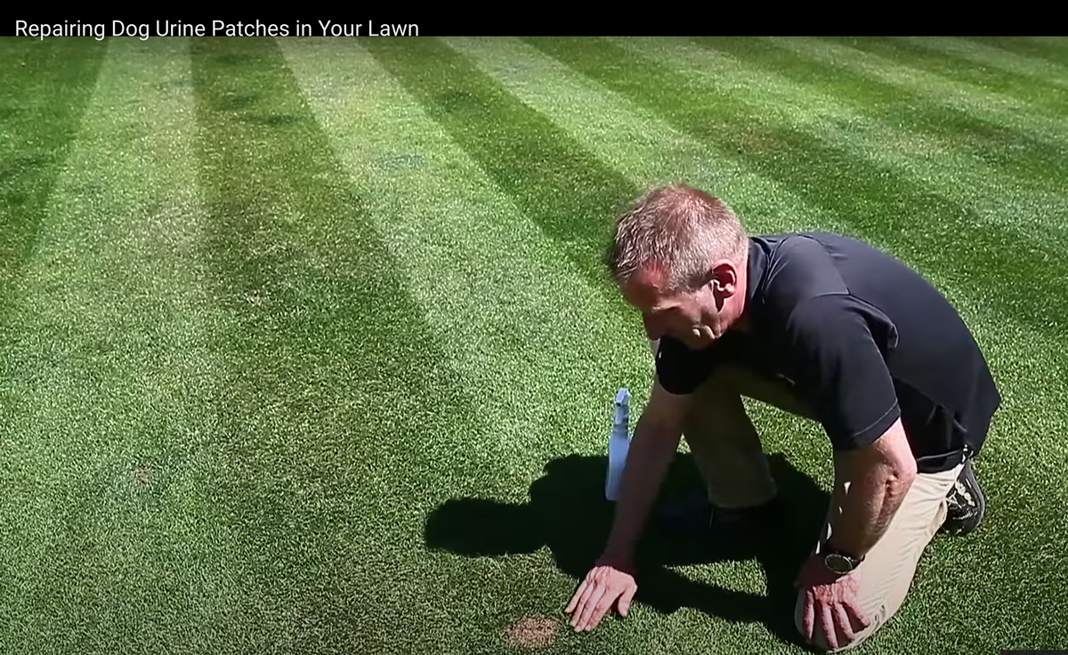 How To Repair Dog Urine Patches On Your Lawn ALLETT