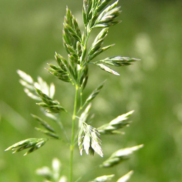 Verticutting away Poa Annua (Annual Meadow Grass)