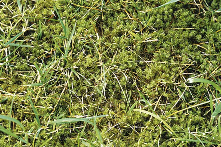 How To Get Rid Of Moss In Your Lawn