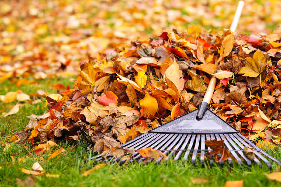 Autumn:  Leaf, Acorn and Pine Needle Collection - Use Your Spring Rake Scarifier Cartridge!