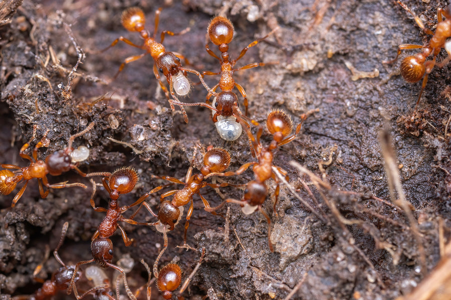 How To Deal With A Red Ant Infestation In Your Lawn