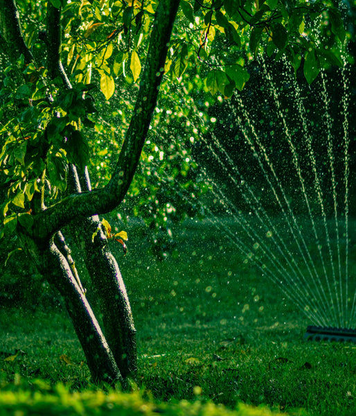 Watering Your Lawn In The Drought