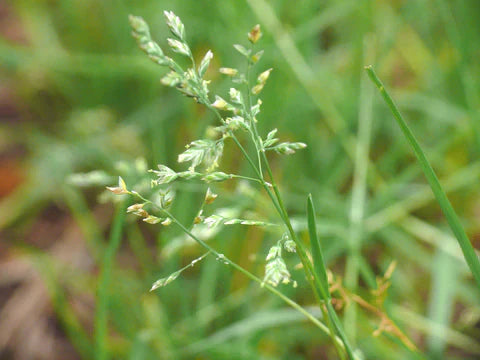 Tired of POA Annua Ruining Your Lawn? Here's How to Tackle It with Allett's Verticutter and Groomer Cartridge