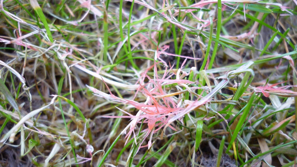 Prevent red thread (a common fungal disease) from taking over your lawn
