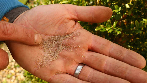 The Pros and Cons of Seeding Your Lawn in A Mild February In The UK