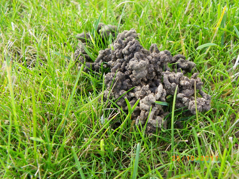 Dealing with Worm Casts on Your Lawn- Allett